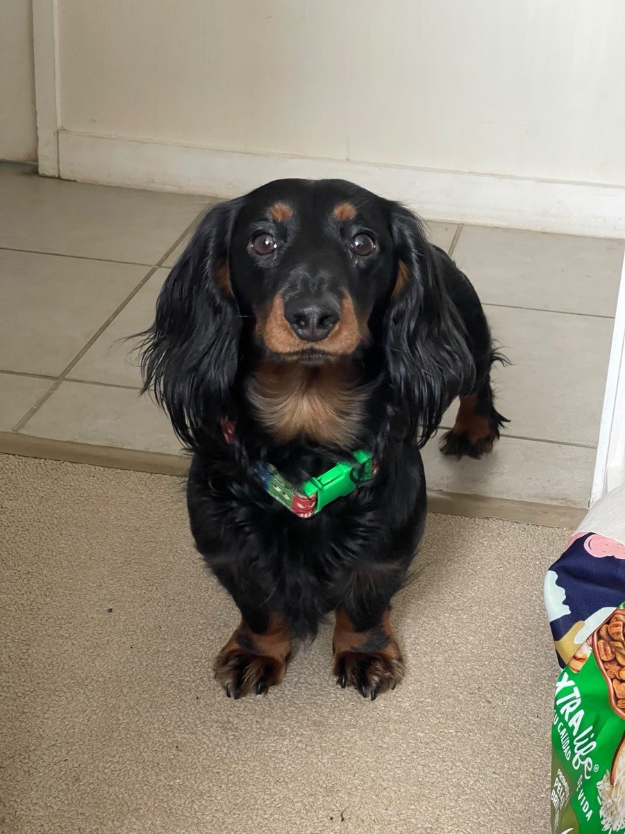 Panchito, foto 2