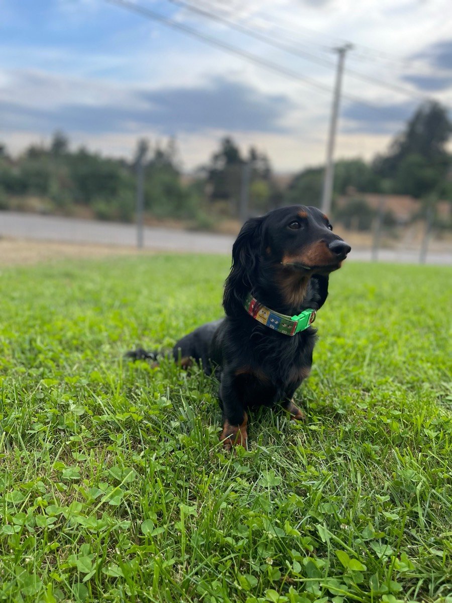 Panchito, foto 4